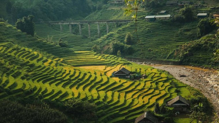 Lúa chuyển màu trên ruộng bậc thang Tả Van,