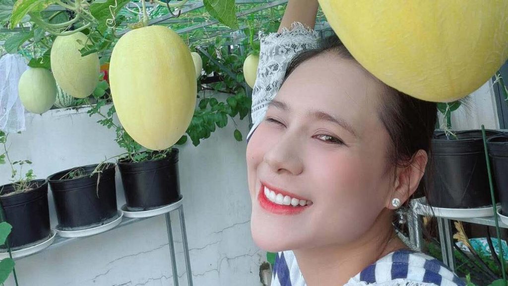 Dàn dưa lưới trên ban công của Hồ Bích