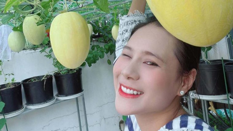 Dàn dưa lưới trên ban công của Hồ Bích