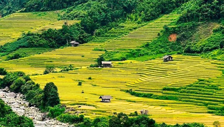 Kinh nghiệm đến Nậm Cang ngắm lúa vàng