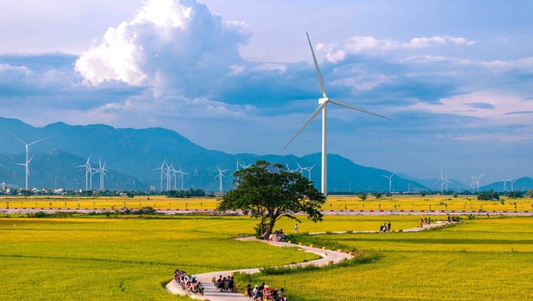 Săn mùa vàng ở cánh đồng điện gió Phan