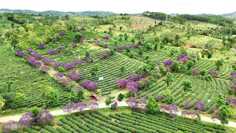 Hai đồi hoa mua tím hút khách ở Quảng