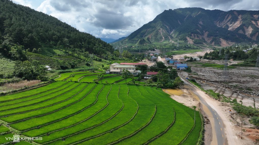 Lúa phủ xanh cánh đồng Mường Than sau lũ