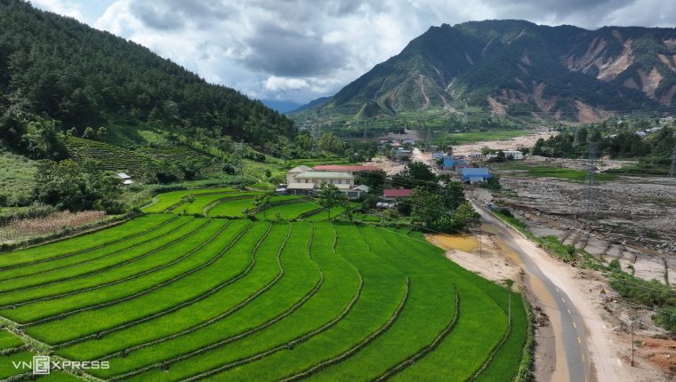 Lúa phủ xanh cánh đồng Mường Than sau lũ