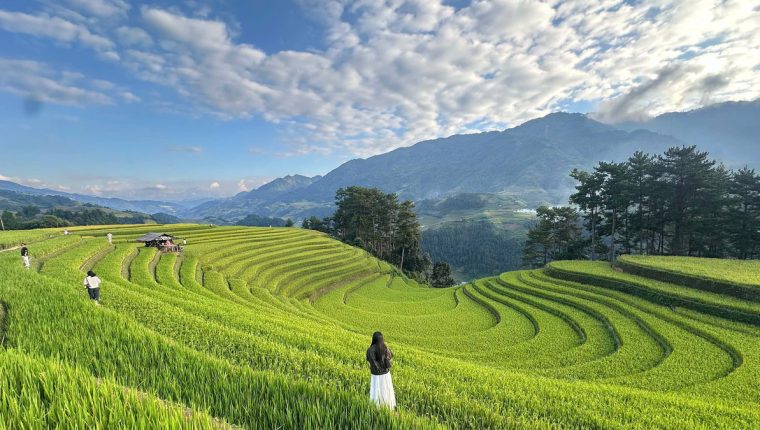 Mù Cang Chải nắng đẹp nhưng vẫn vắng khách