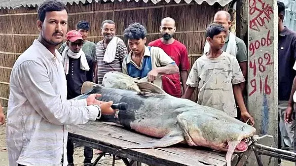 Ấn Độ cảnh báo không ăn cá lạ dạt