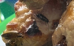 geminigeneratedimageghwctgghwc 3885 7845 1790593818