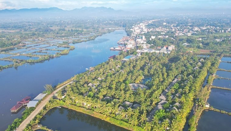 Rừng dừa Liên Xô tài trợ hơn 40 năm