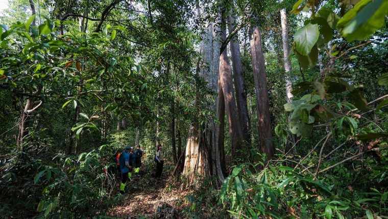 Tour cùng kiểm lâm xuyên rừng Cát Tiên được