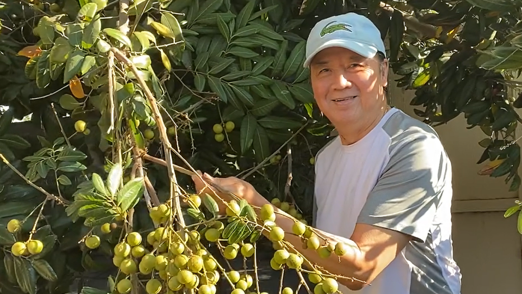 Nghệ sĩ Bảo Quốc hái trái cây trĩu cành