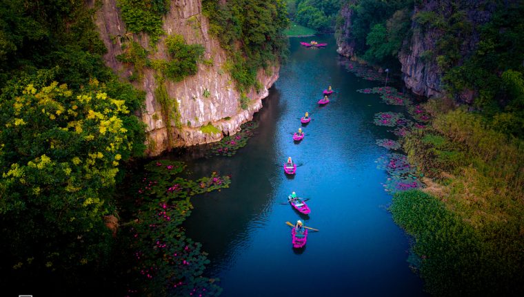 Hoa súng nở rộ trên dòng Ngô Đồng