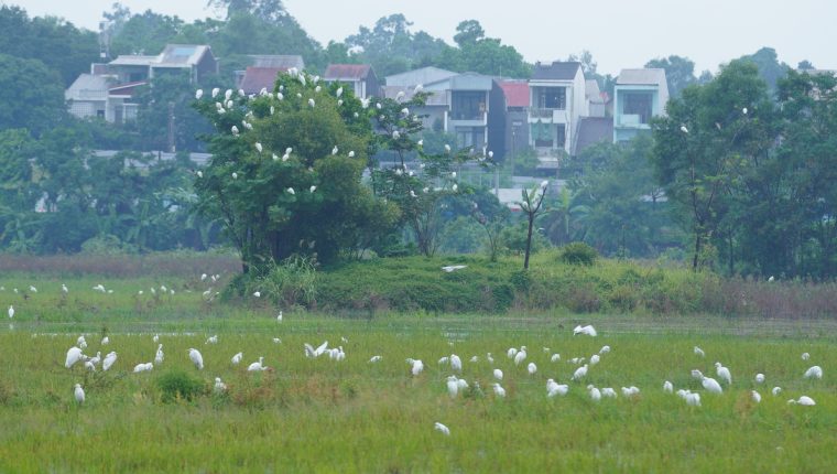 Đàn cò hàng nghìn con xuất hiện ở trung