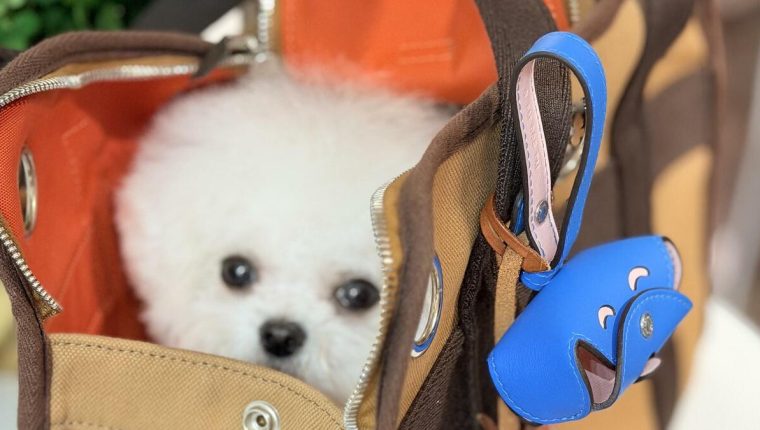 Hermès ra mắt túi 'nhặt phân chó', giá hơn